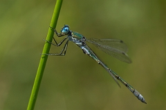 David Plant Photography - Wildlife Photography - Scarce emerald damselfly - C